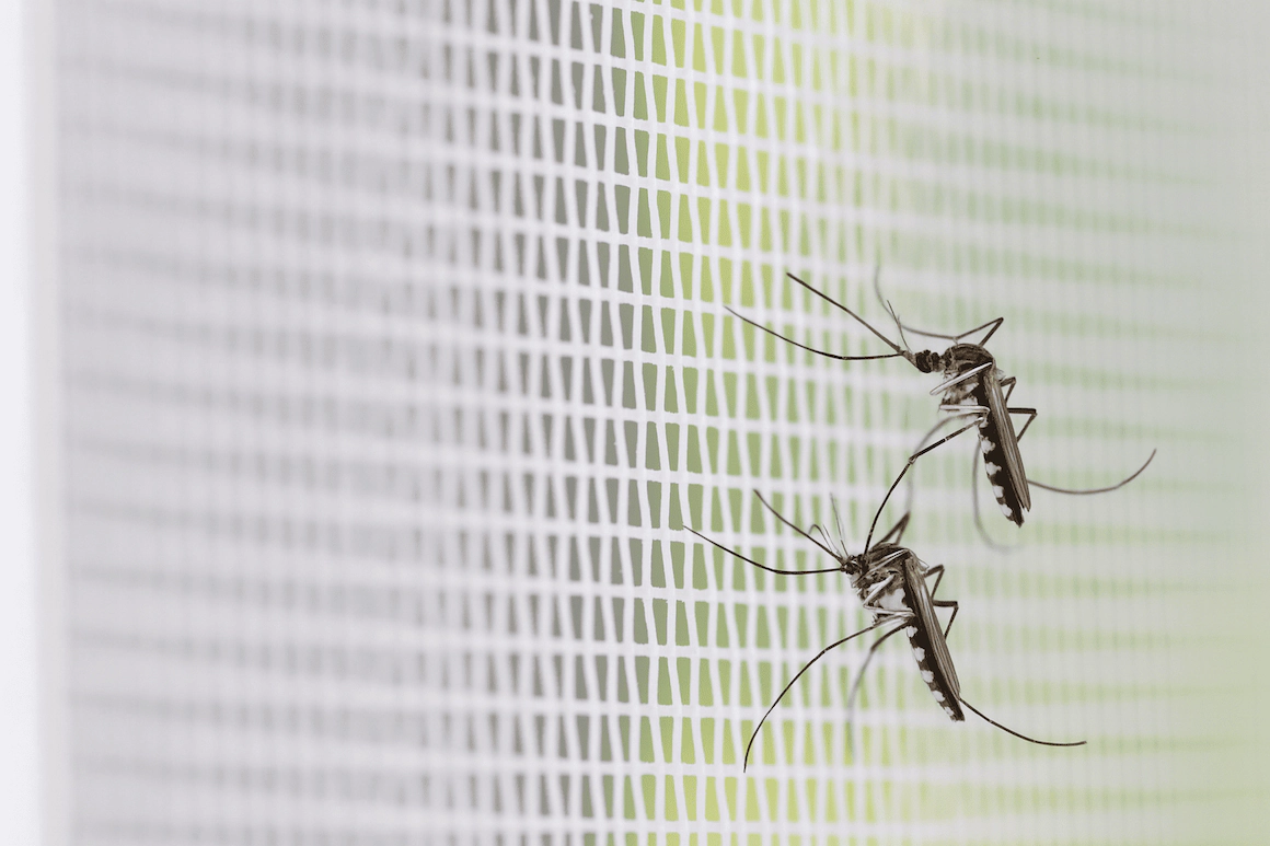 Москитные сетки и&nbsp;шторки: как защититься от&nbsp;насекомых в&nbsp;дороге