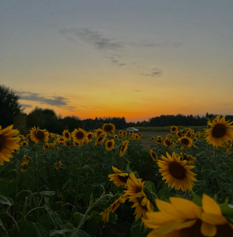 Эковилладж — Селигер