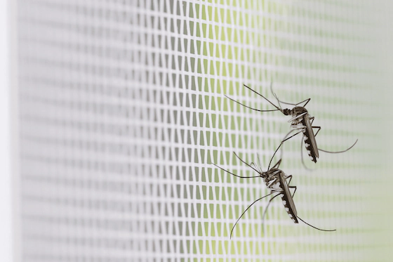 Москитные сетки и&nbsp;шторки: как защититься от&nbsp;насекомых в&nbsp;дороге